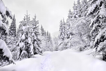 Wall Mural - winter landscape of mountains, path in snow in fir forest