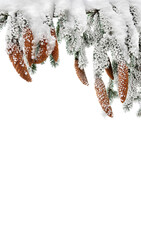 Wall Mural - branches with cones of christmas tree ( spruce, fir ) covered of hoarfrost and snow in winter on a w