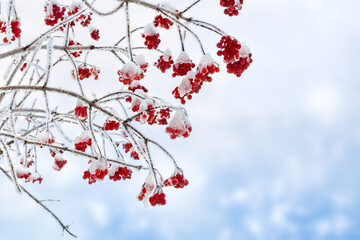 Wall Mural - branches with red berries viburnum opulus ( guelder-rose, water elder, cramp bark, snowball tree, eu