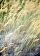 © Pia Clodi/Stocksy - Grass in the wind