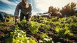 © Phonphysith - Farmers harvesting organic produce, using traditional techniques and natural methods to maintain soil health.