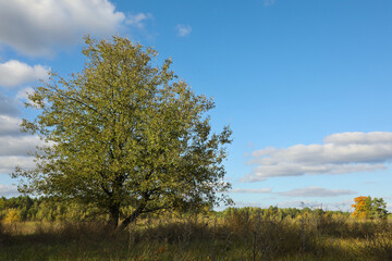 Wall Mural - beautiful tree with green leaves growing outdoors
