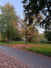 Wall Mural - view of colorful trees, fallen leaves and pathway on autumn day
