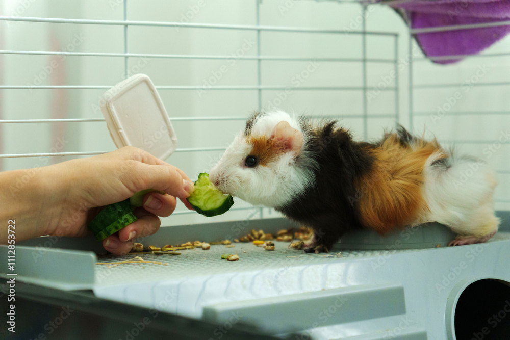Guinea pig peeks out of its cozy habitat while enjoying a refreshing ... - Guinea Pig Meal Ideas With Cucumber