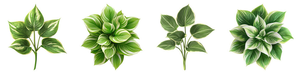 Hosta isolated on transparent background, Set of