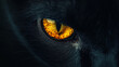 © Can Berkol - closeup of a black cat's yellow eye