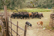 © Maria Sher/Stocksy - Two Sheepdogs Herding a Flock of Black Sheep in a Rural Field