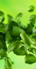 Aufkleber - Super Slow Motion of Flying Fresh Basil Leaves. Filmed on High Speed Cinema Camera, 1000 fps.