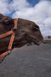 © Pepino de Mar studio/Stocksy - Close-Up of Camel in Profile
