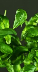 Aufkleber - Super Slow Motion of Flying Fresh Basil Leaves. Filmed on High Speed Cinema Camera, 1000 fps.