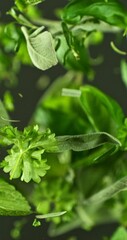 Poster - Super Slow Motion of Flying Fresh Herb Leaves. Filmed on High Speed Cinema Camera, 1000 fps. Vertical Aspect Ratio.