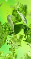 Poster - Super Slow Motion of Flying Fresh Herb Leaves. Filmed on High Speed Cinema Camera, 1000 fps. Vertical Aspect Ratio.