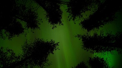 Wall Mural - time lapse composite of flashing northern lights and stars through evergreen trees