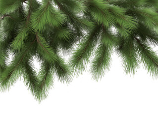 new year, png, christmas, winter, pine branch on transparent background