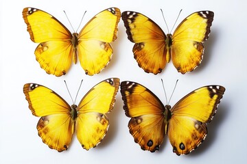 Poster - A group of yellow butterflies sit on a white surface, creating a vibrant and cheerful scene