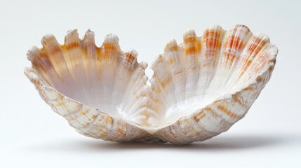 Poster - A high-angle shot of a single shell on a white background, great for still life and nature photography