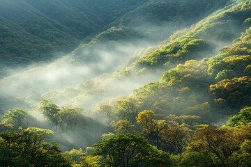 Poster - A dense forest with tall trees and thick fog