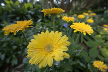 Poster - A vibrant arrangement of yellow flowers grows in a well-manicured garden