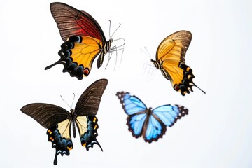 Poster - Three colorful butterflies perched on a white background, ideal for designs and illustrations