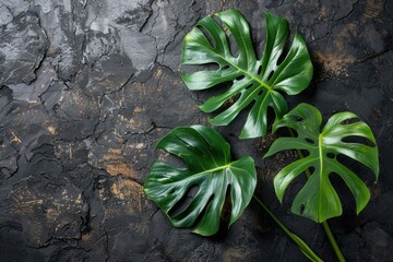 Poster - A pair of green leaves sit on a dark background