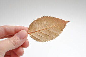 Poster - A person grasping a leaf in their hand with a warm and intimate atmosphere