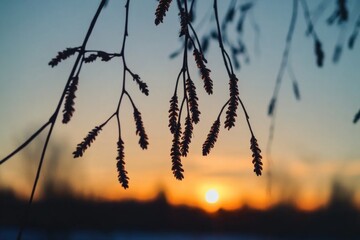 Poster - A serene scene with the sun setting behind the branches of a tree