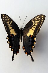 Poster - Close-up photo of a black and yellow butterfly perched on a white surface