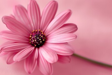 Wall Mural - A pink flower sits on a pink surface, simple and elegant