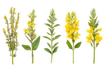 Wall Mural - Set of yellow flowers on an isolated white background