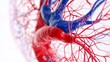 © acnaleksy - human cardiovascular system, highlighting major arteries and veins in vivid red and blue