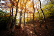 © ADDICTIVE STOCK - Autumn splendor in the forest of Tosande