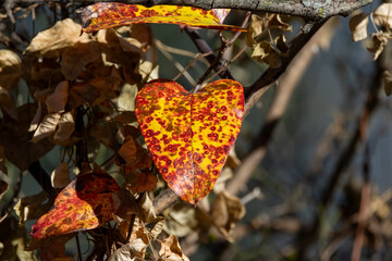 Poster - red autumn leaf