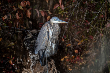 bird on a branch