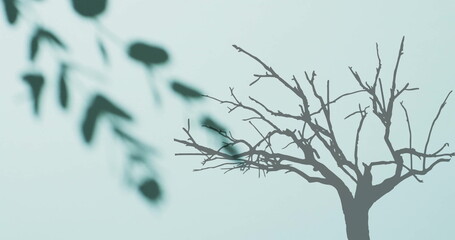 Poster - Image of shadows of leaves and tree on white background