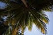 © Kat Schleicher/Stocksy - Palm tree canopy with sunlight filtering through