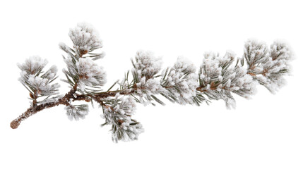 pine branch covered with snow transparent background