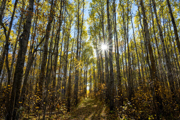 Wall Mural - Looking though an autumn colored forest of aspen trees at the sun making a sunburst.
