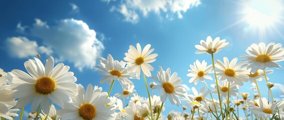 Canvas Print - Bright White Daisies and Green Grass Under Clear Blue Sky Sunlit Meadow Nature Scene