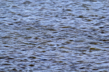 Wall Mural - Gentle ripples on the surface of a lake of water