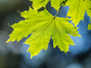 Wall Mural - Maple branches with green and yellow leaves in autumn, in the light of sunset.