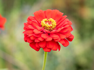 Wall Mural - Red Zinnia flowers. Flowers zinnia elegans. Color nature background.