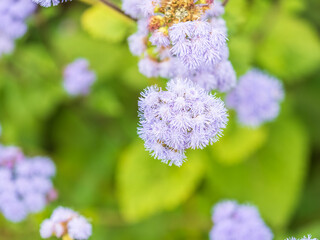 Wall Mural - Close-up of small, purple flowers, Ageratum Houstonianum, also know as Floss flower, Pussy Foot, or Blue mink.