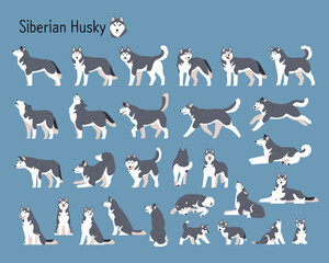 Wall Mural - a collection of almost all siberian husky dog movements.. handsome wolfdog flat design style illustr