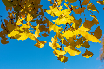 Wall Mural - Yellow leaves of ginkgo tree in autumn, Japan