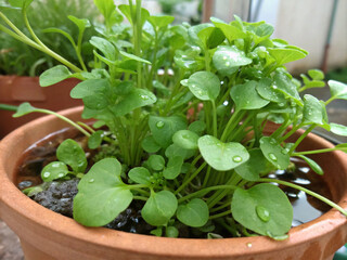 Wall Mural - Watercress on pot with white or transparent background