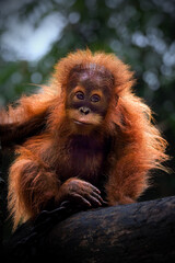 Wall Mural - Portrait of Baby Sumatran Orangutan