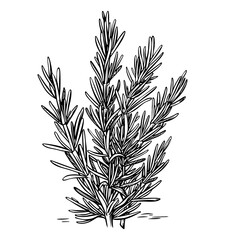 Wall Mural - rosemary engraving black and white outline