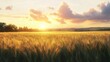 © Liera - Golden wheat field at sunset with vibrant clouds and a warm glow in the sky.