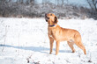 ©  Zlatko59 - Beautiful rescued dog from dog shelter during socialization and obedience training on the snowy meadow