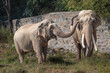 © MANISH - Two Indian wild elephant partners affectionately playing in a grass field in a zoo